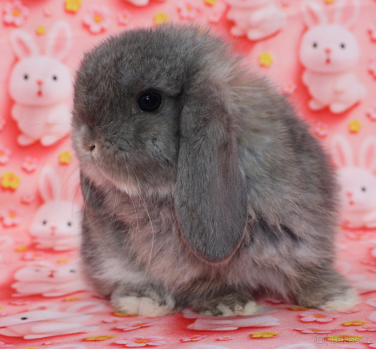 Zakrslí beránci NHD . - 10