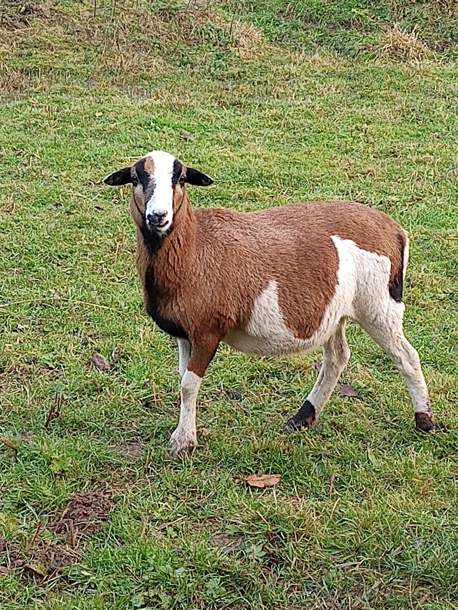 Kamerunské ovce - 10