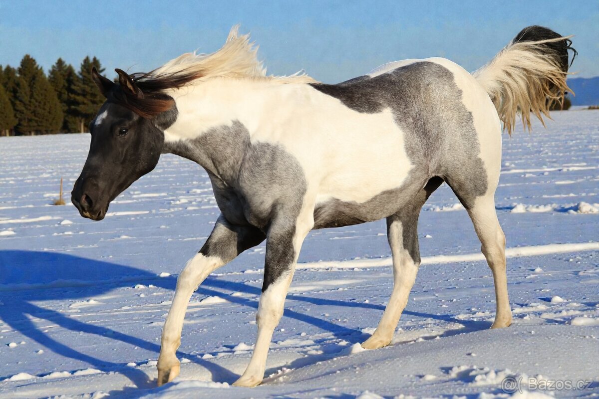 Klisna APH - 7 PANEL - 10