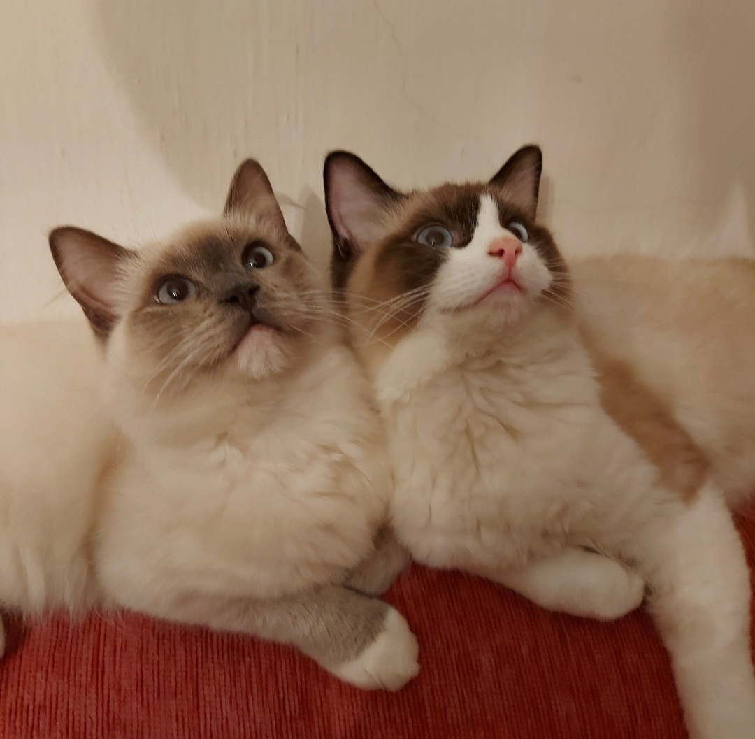 Ponukam ragdoll kocurov na krytie - 10