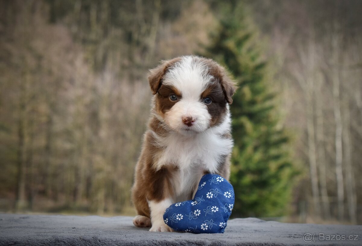 Australský ovčák s PP - 10