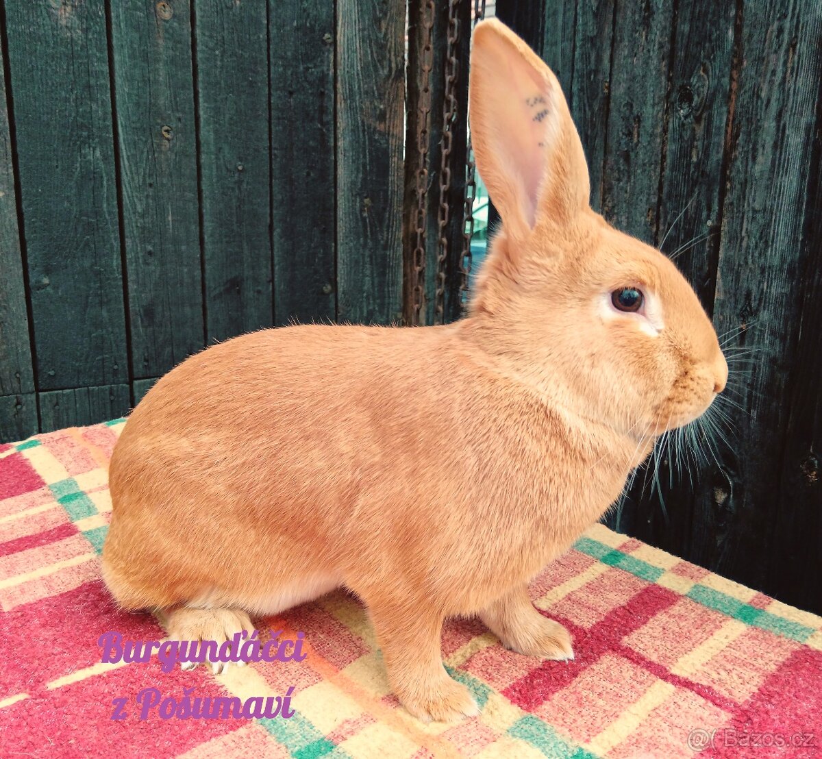 BURGUNDSKÝ králík s PP - SAMEČCI A SAMIČKY ⭐️⭐️⭐️ - 10