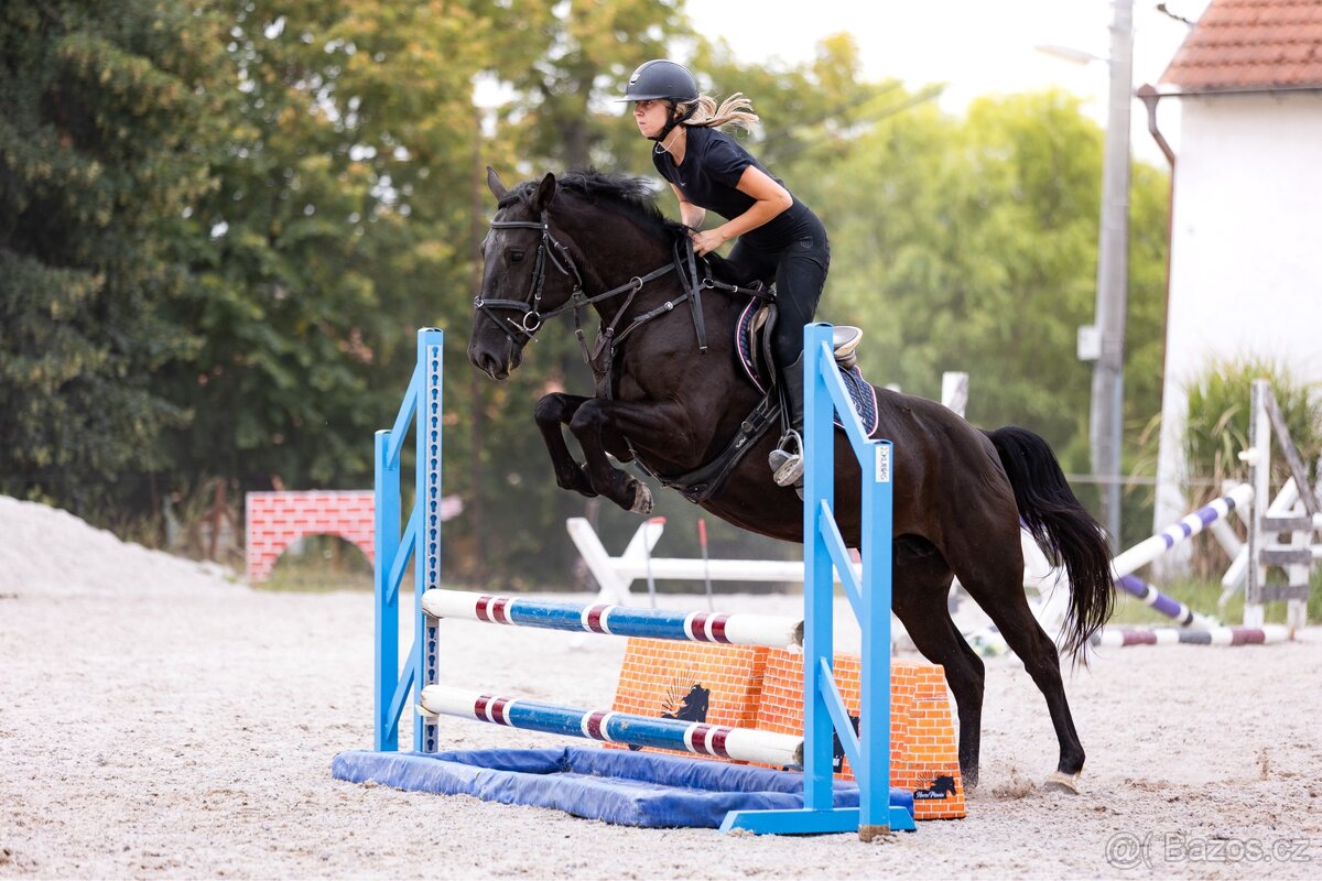 pony klisna kat. B - 10