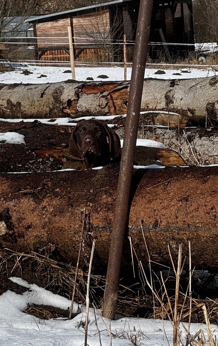 Německý krátkosrstý ohař - 10