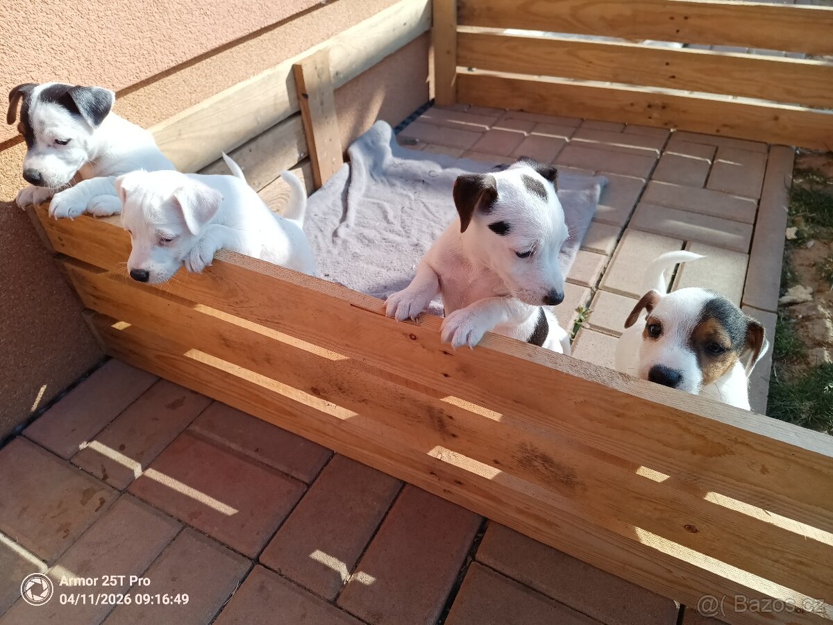 štěňata - Jack Russell teriér - 10