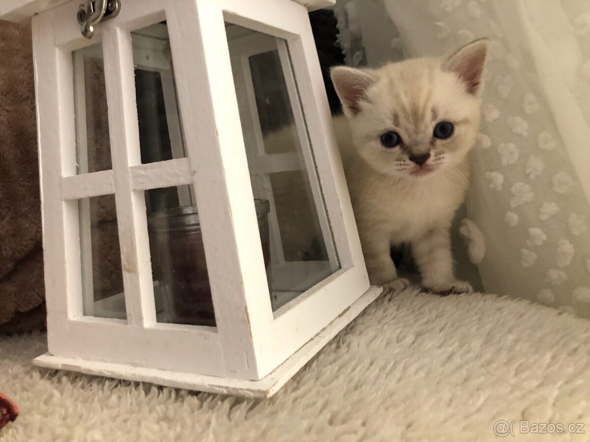 Čistokrevná britská krátkosrstá koťata po rodičích s PP - 10