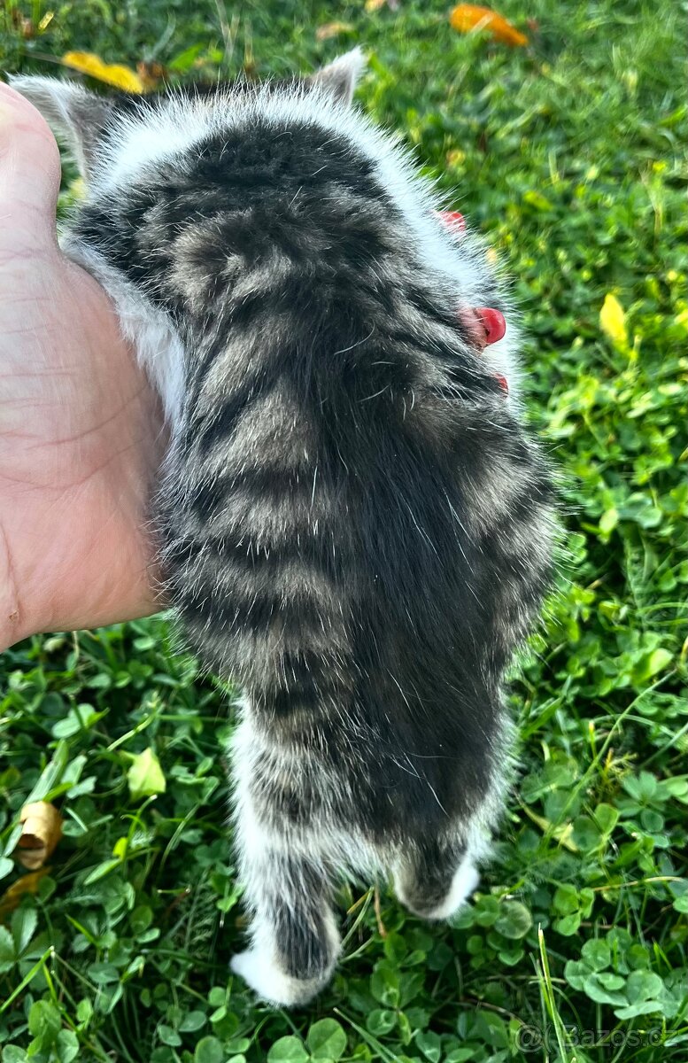 PRODÁM KOTĚ - kocour - 10