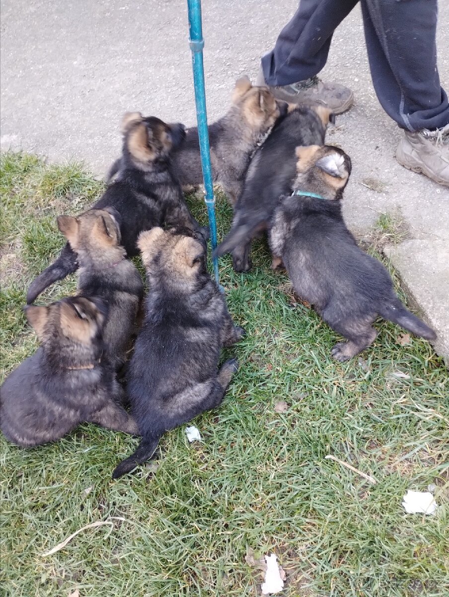Německý ovčák štěňata - 10