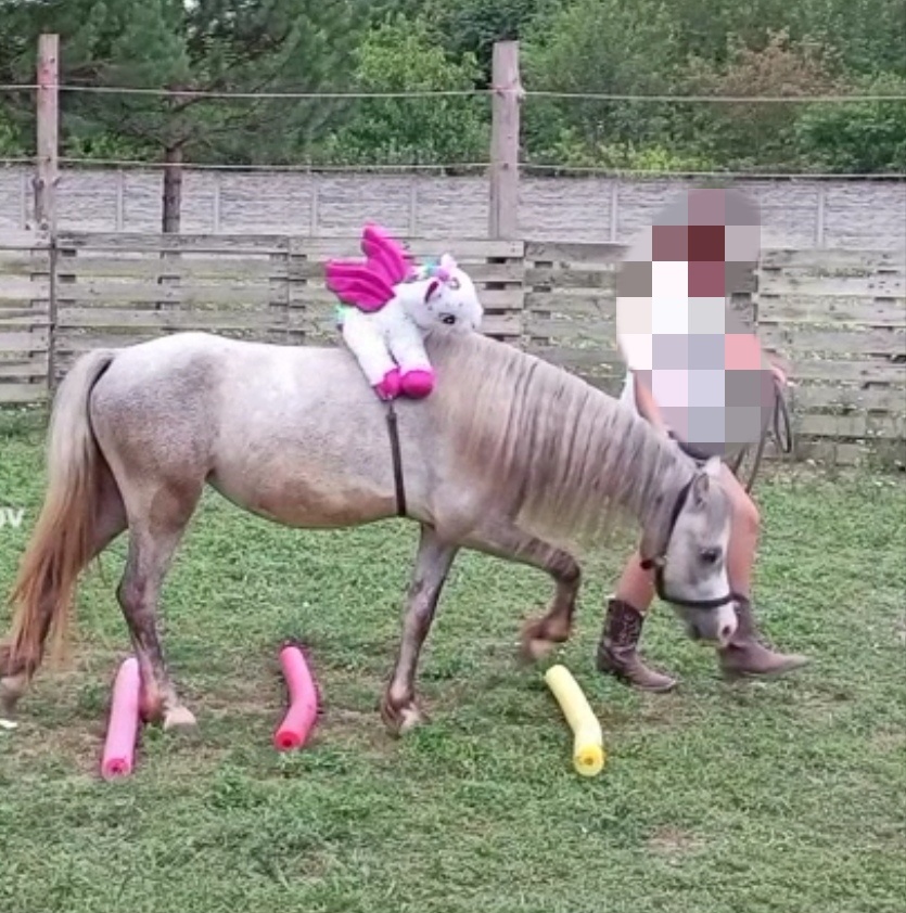 Welsh Mountain Pony - 10