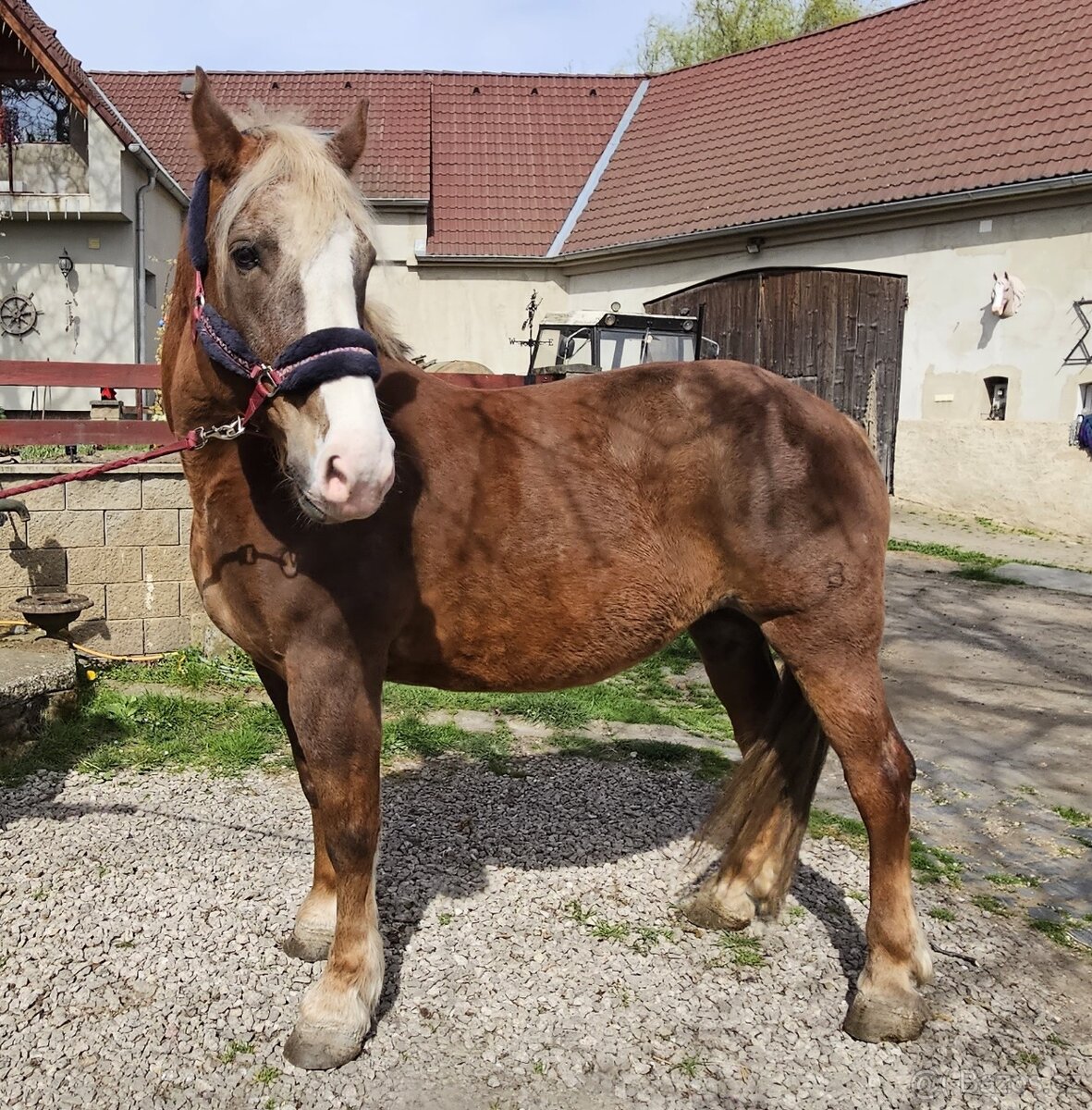 Klisna ČMB Láva - prodám - 10