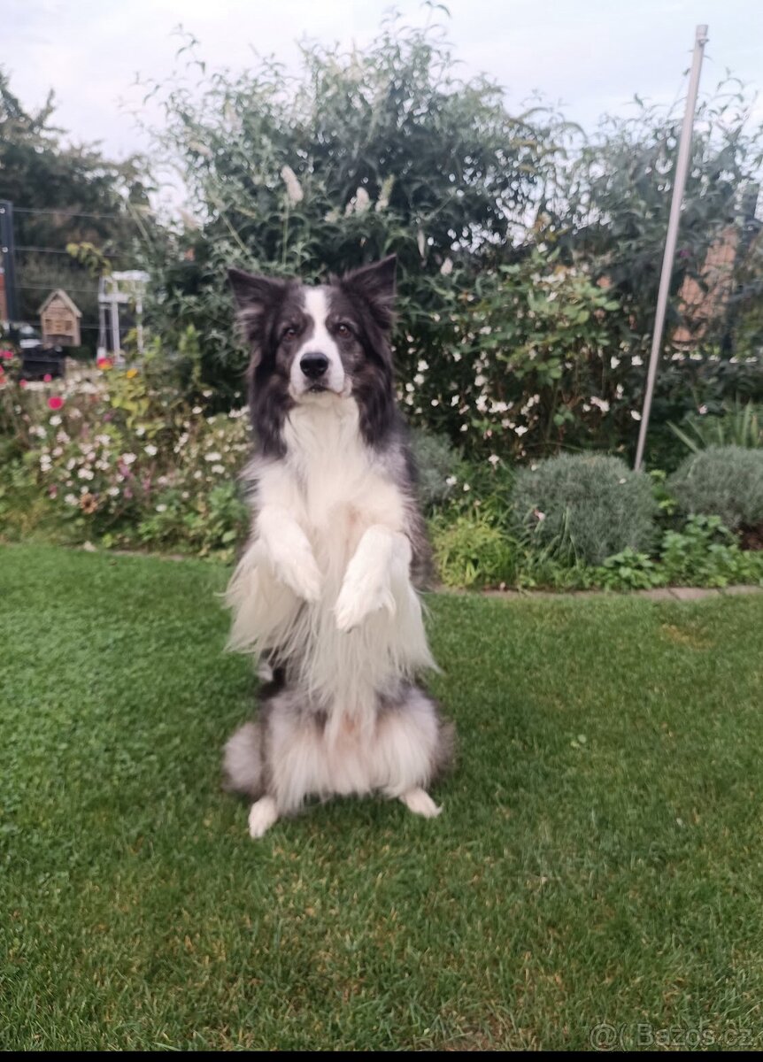 Border kolie s PP, štěňátka - 10