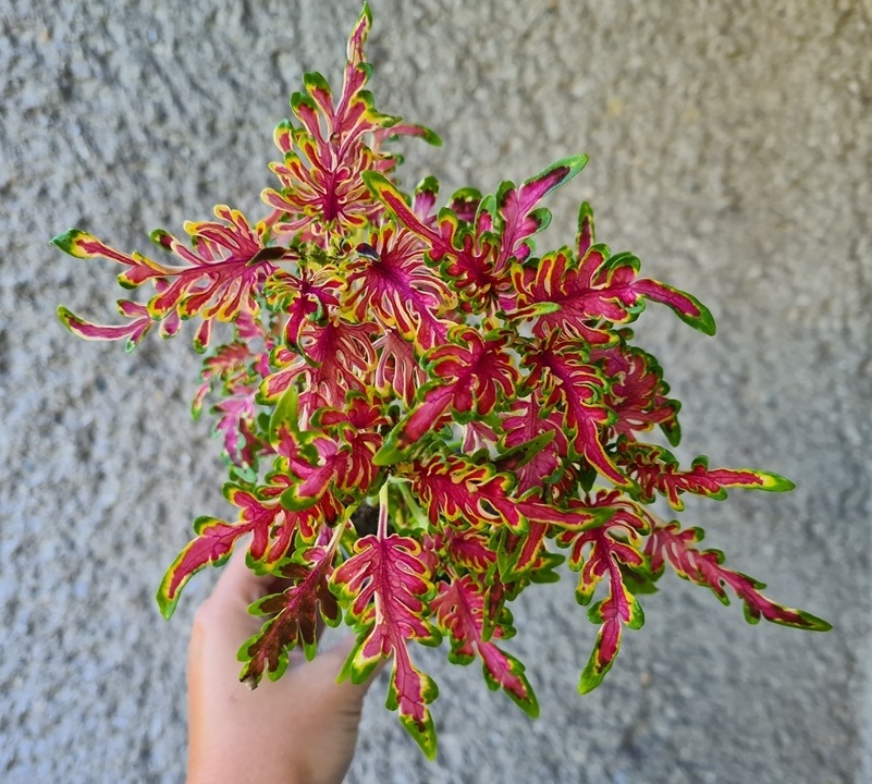 SEMENA Africká okrasná kopřiva Coleus - 10