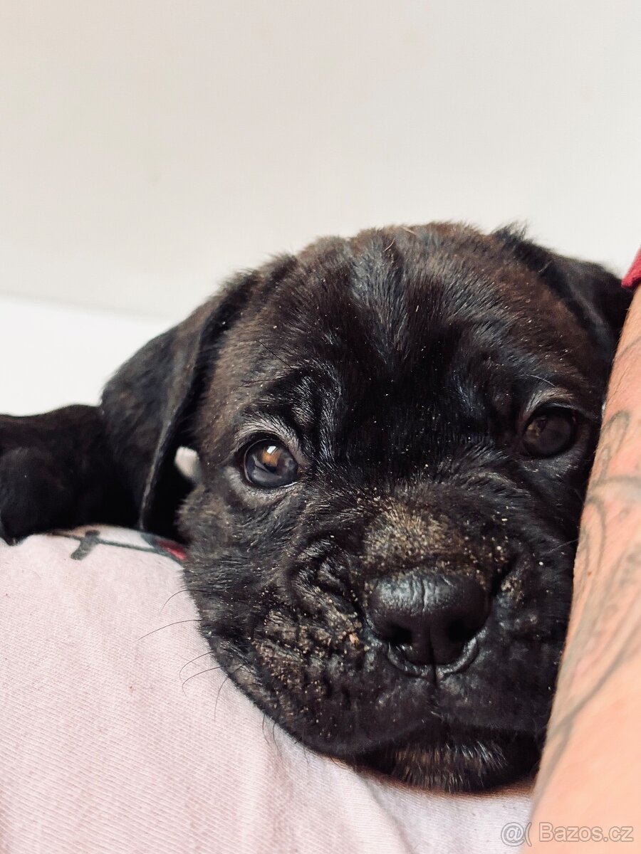 Cane corso s PP - 11 Vánočních štěňátek k rezervaci - 10