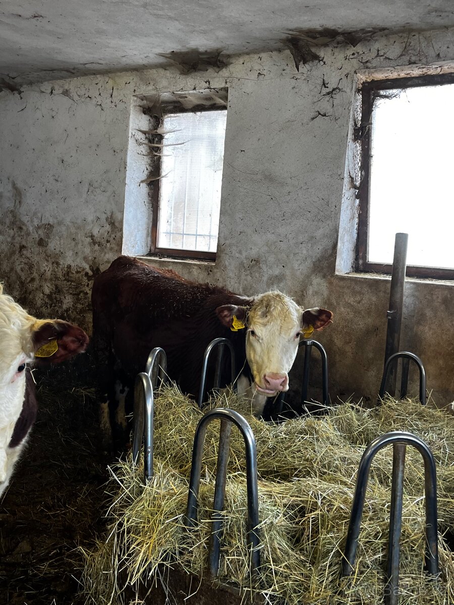 Jalovice Hereford - 10
