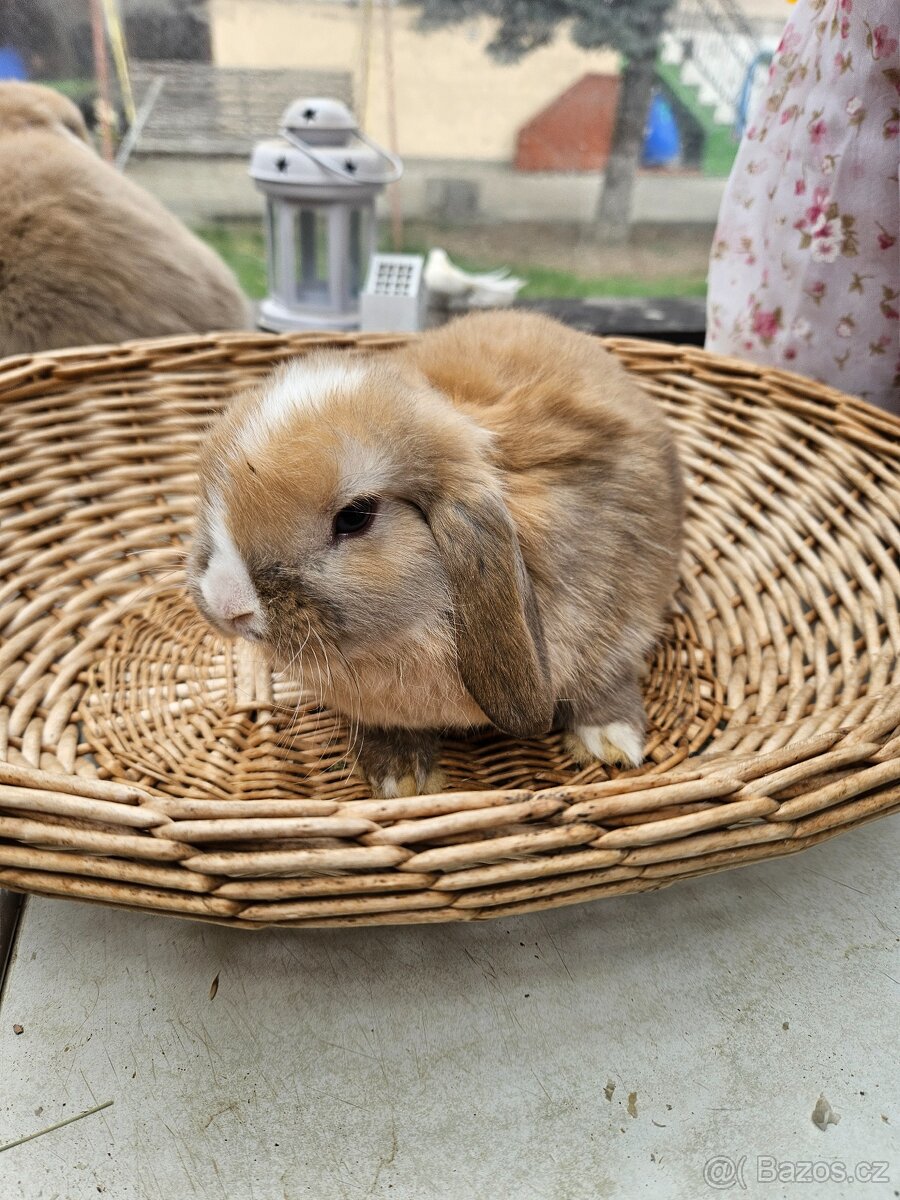 Zakrslý králík - 10