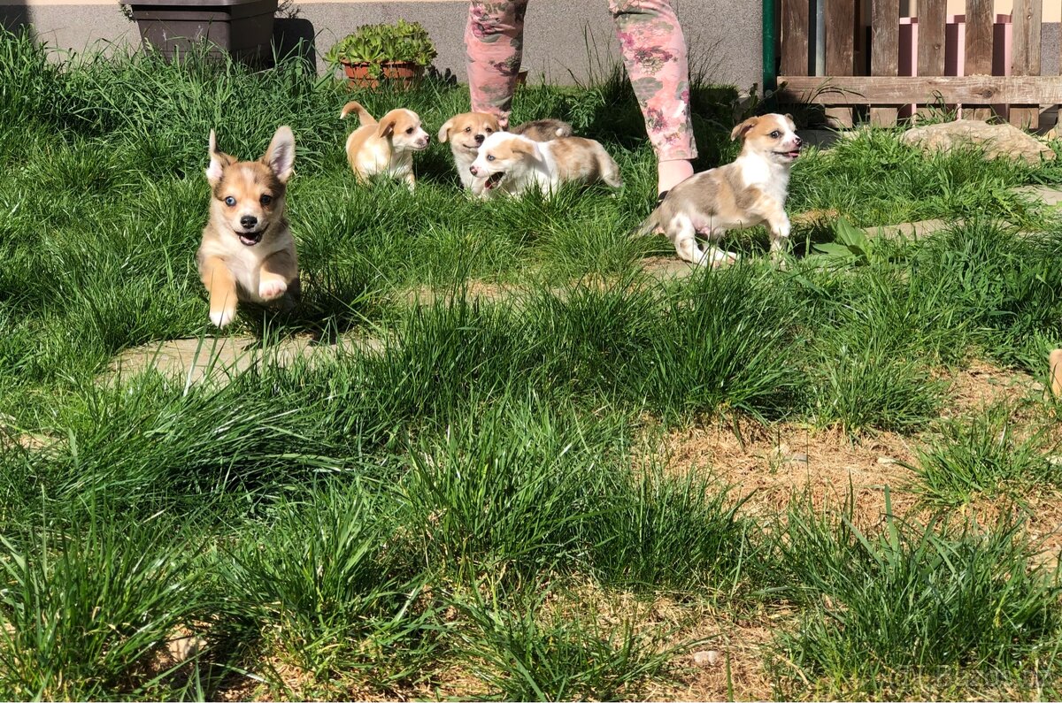 Štěně - kříženec - 10