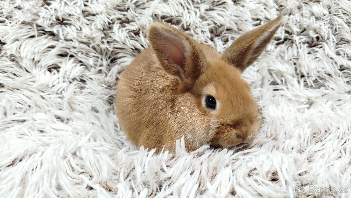 Zakrslý králík, králíček - LILI - 10