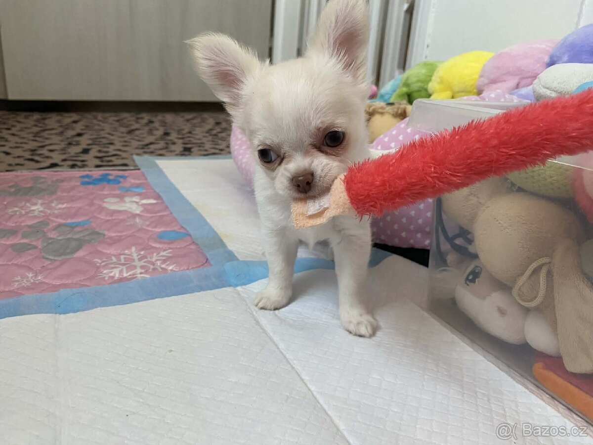 Čivava dlouhosrstá s PP - 10