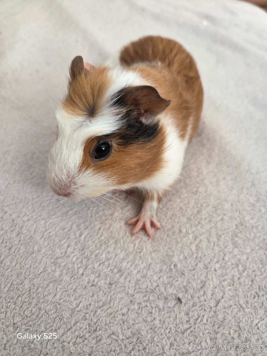 Daruji morčátka - 10