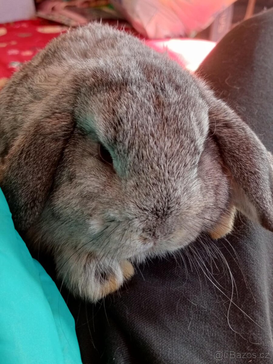 Samička Zakrslý Beránek MiniLop ❤️ - 10