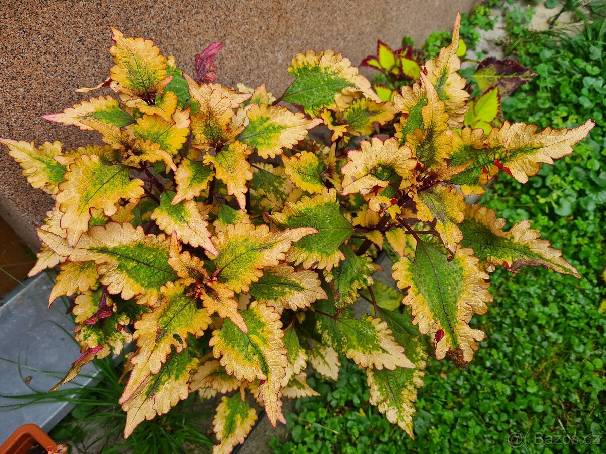 Africké okrasné kopřivy - SEMENA - Coleus - 10