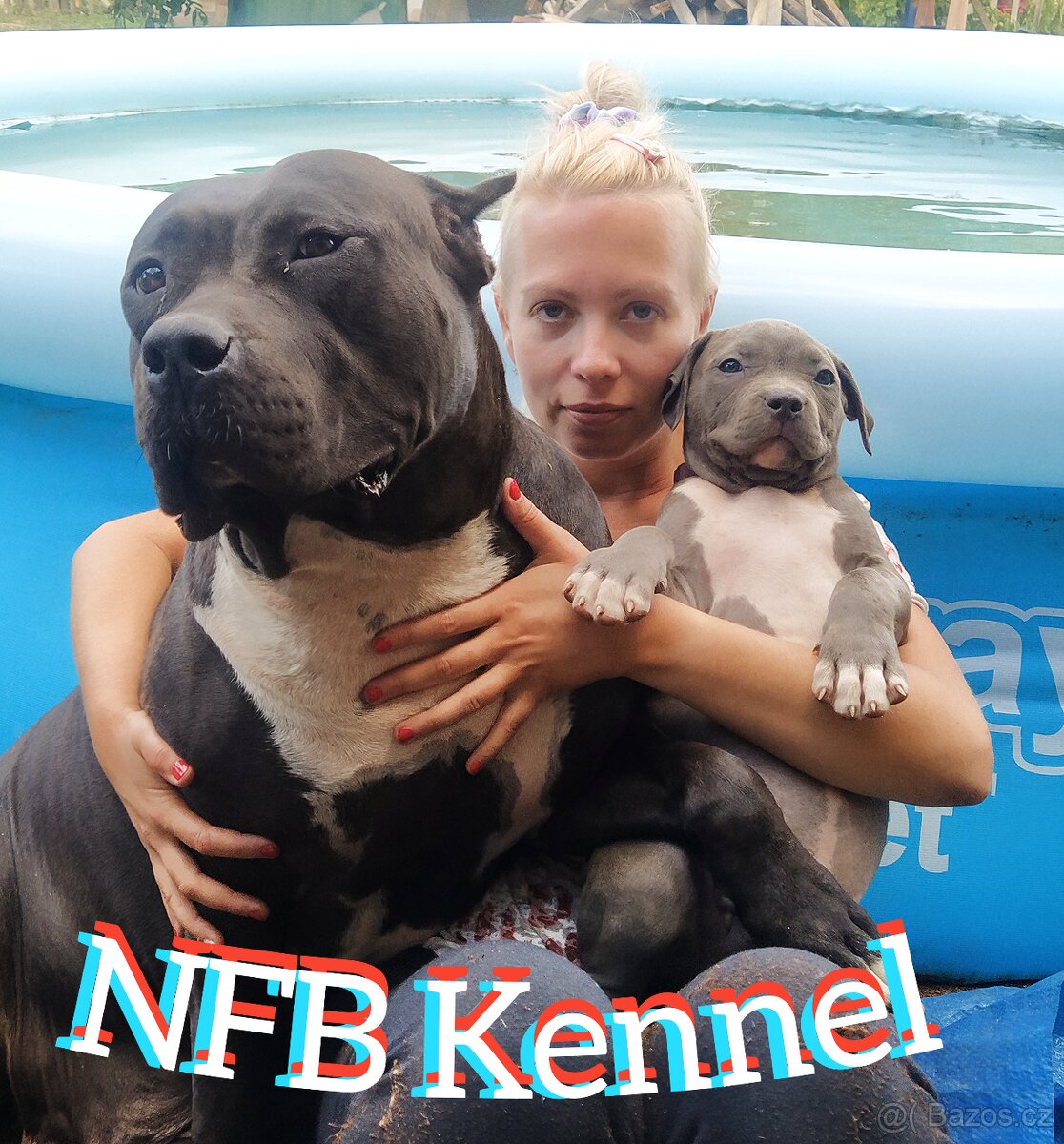 Štěňata American Bully xxl - Bloodline DDK9 - 10