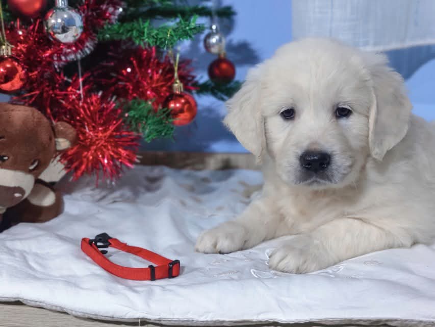 Zlatý retrívr - 10