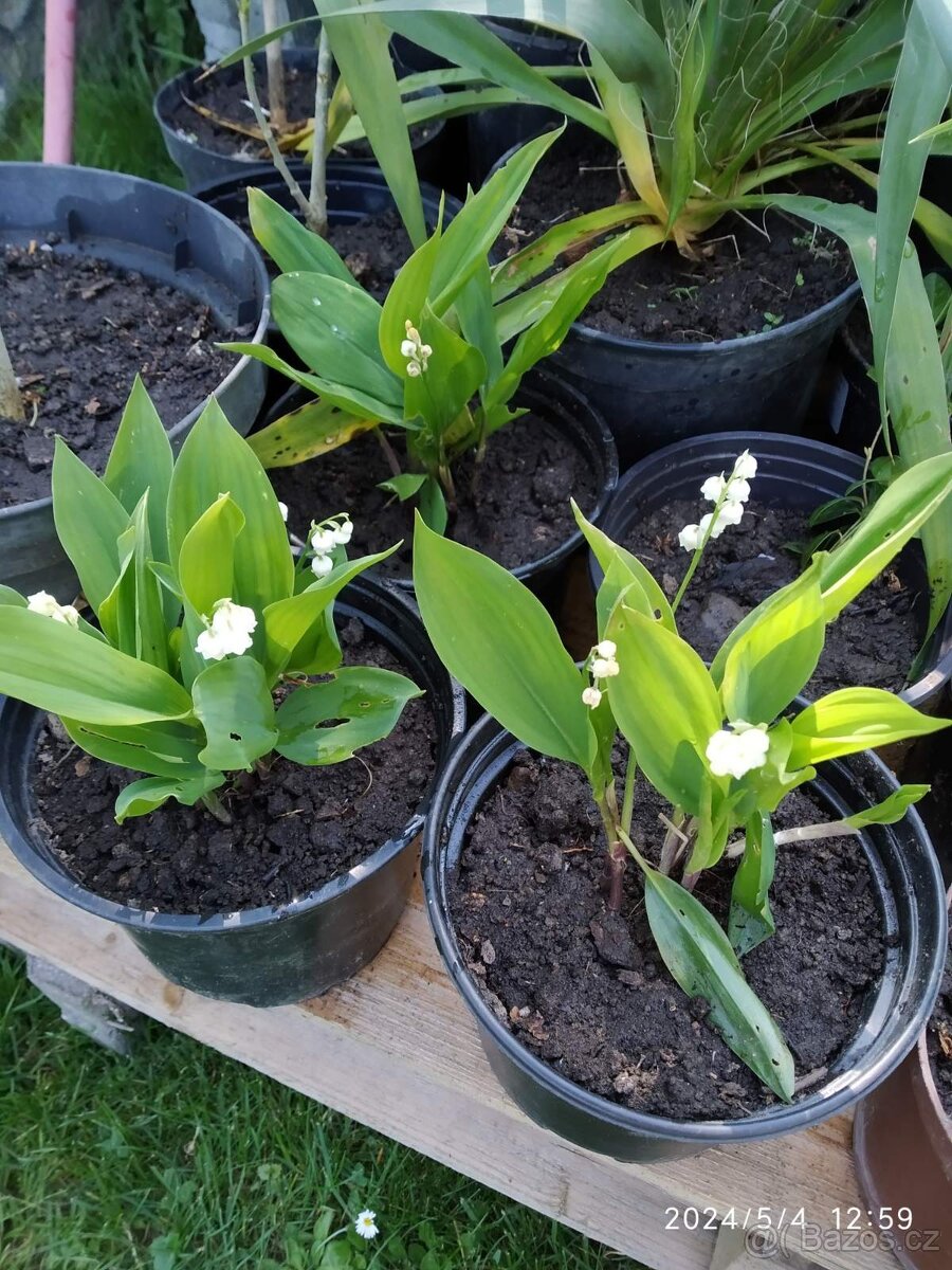 Keře, stromy, trvalky - 10