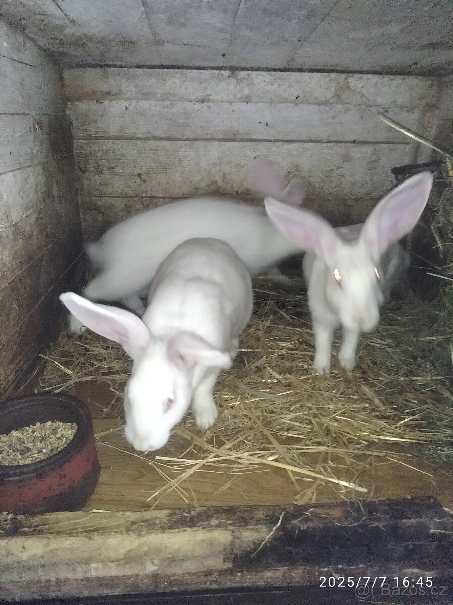 Francouzska hyla - 10