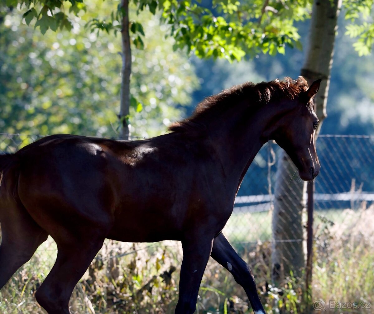 Klisnička na prodej - 10