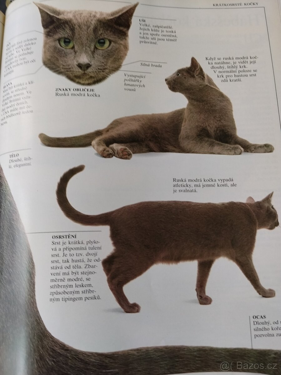 Velká kniha o kočkách - 10