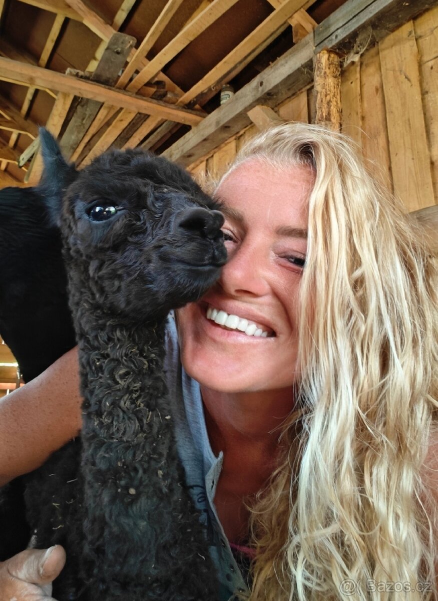 Černý alpačí sameček - 10