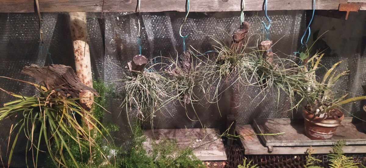 Různé druhy rostlin - 10