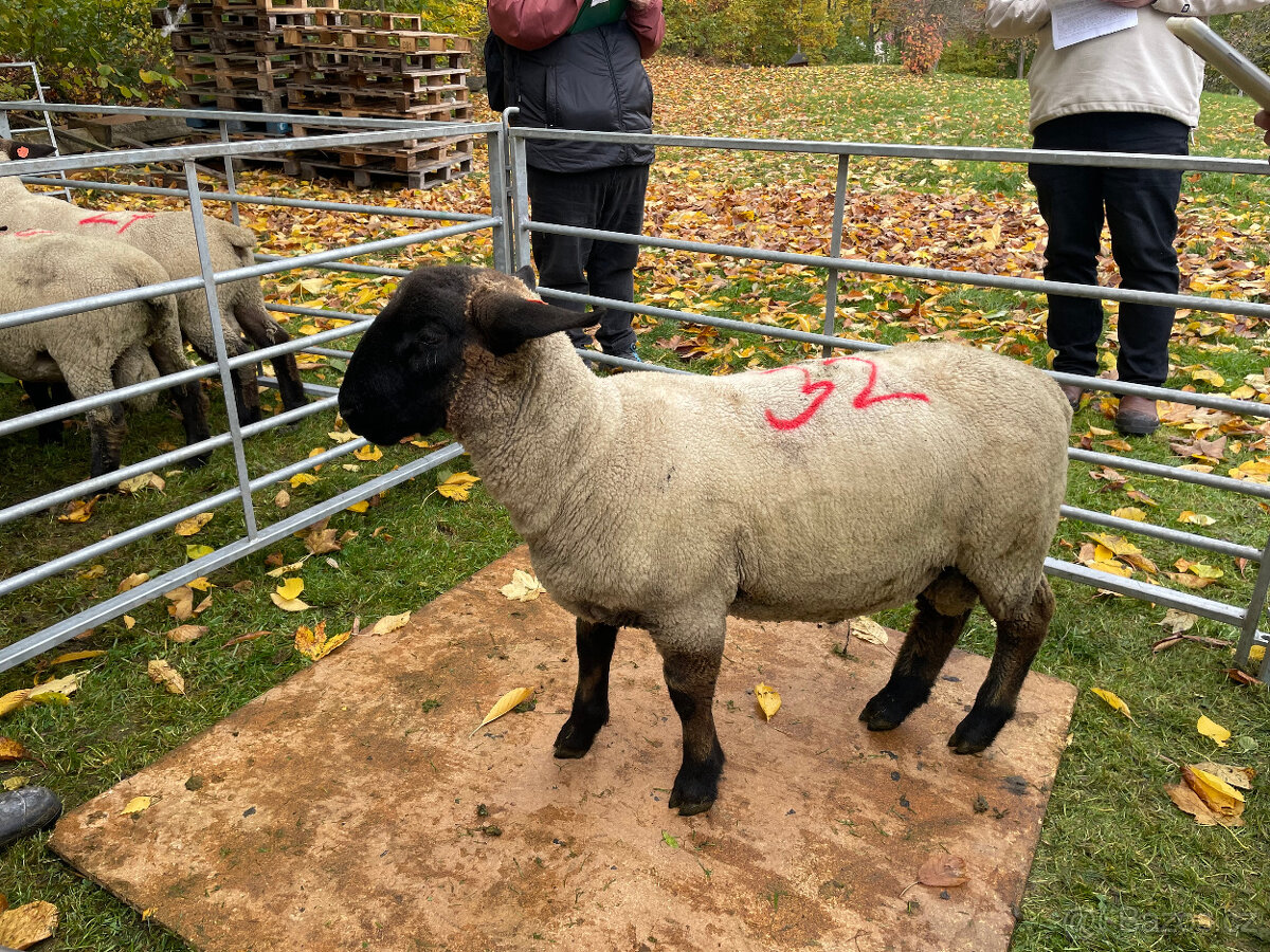 Plemenné beránky Suffolk - 10