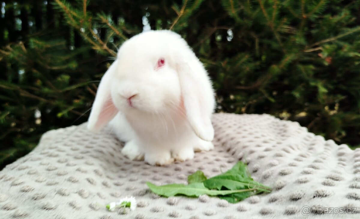 Zakrslý beránek, králík, králíček - WILLIAM - 10