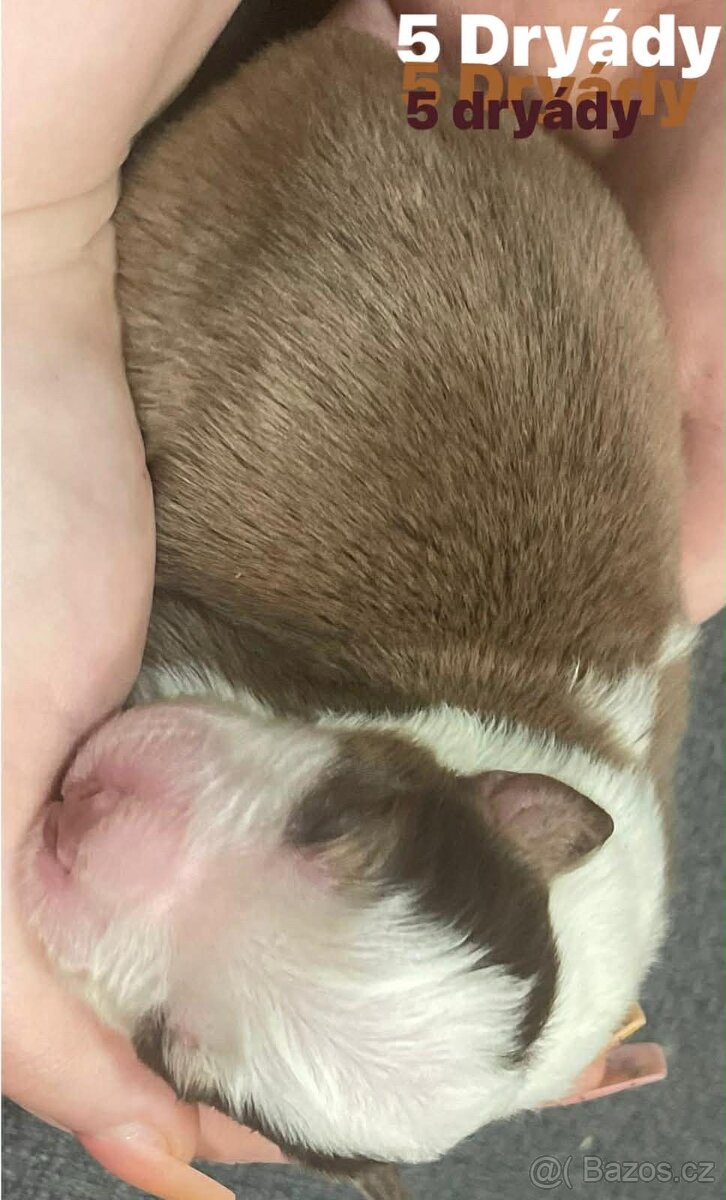 Border kolie s pp - 10