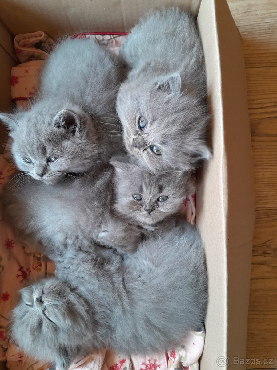 Britský kocourek ke krytí - 10