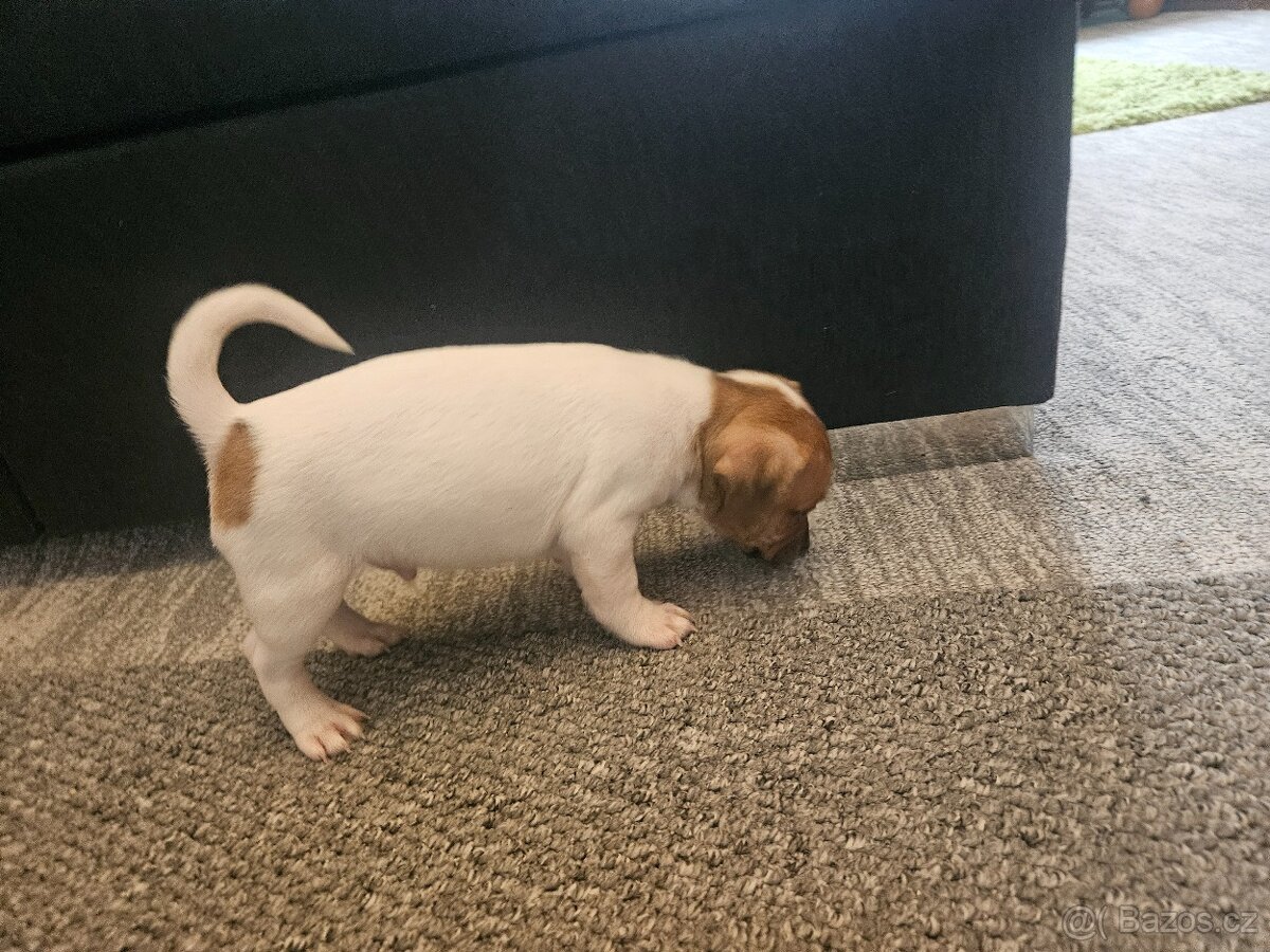 Jack Russel teriér - 10