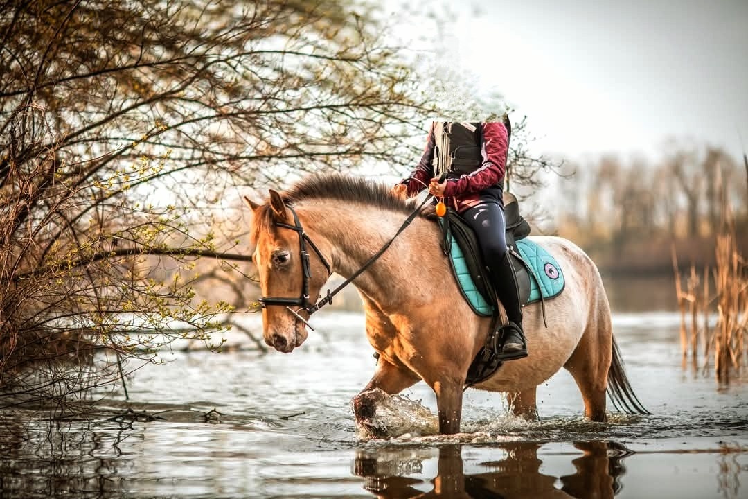 Klisna APH / APPA (rezervace do 23.11.) - 10