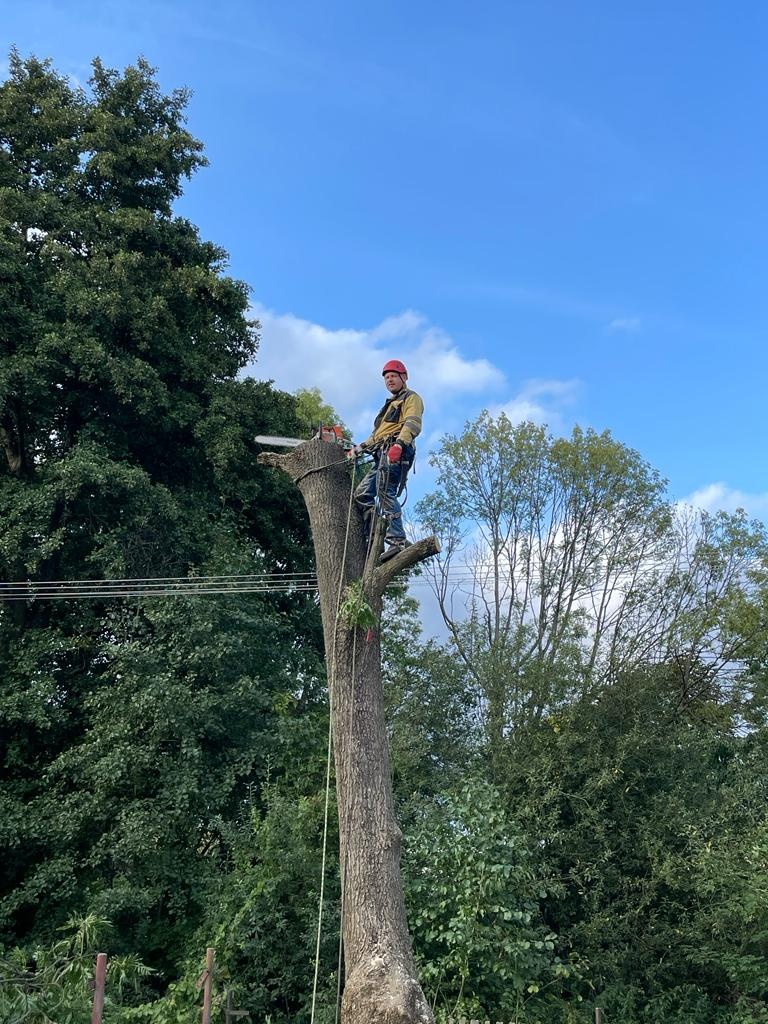 Kácení stromů v Ústeckém kraji - 10