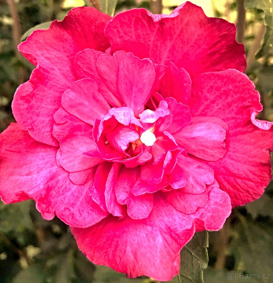 Ibišek Syrský keřový 12 barev - druhů - 10