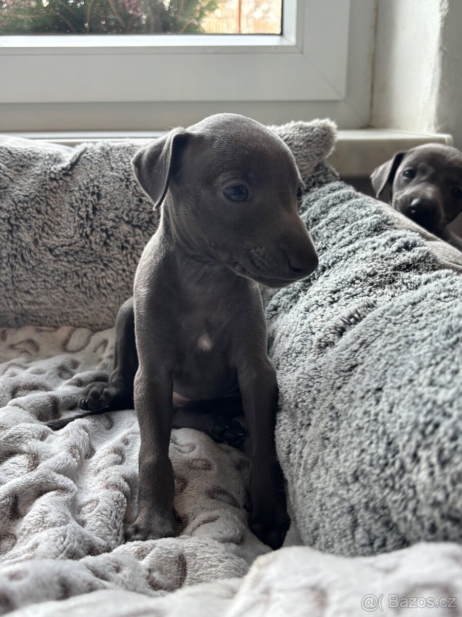 Štěňátka Italského chrtíka s PP - 10