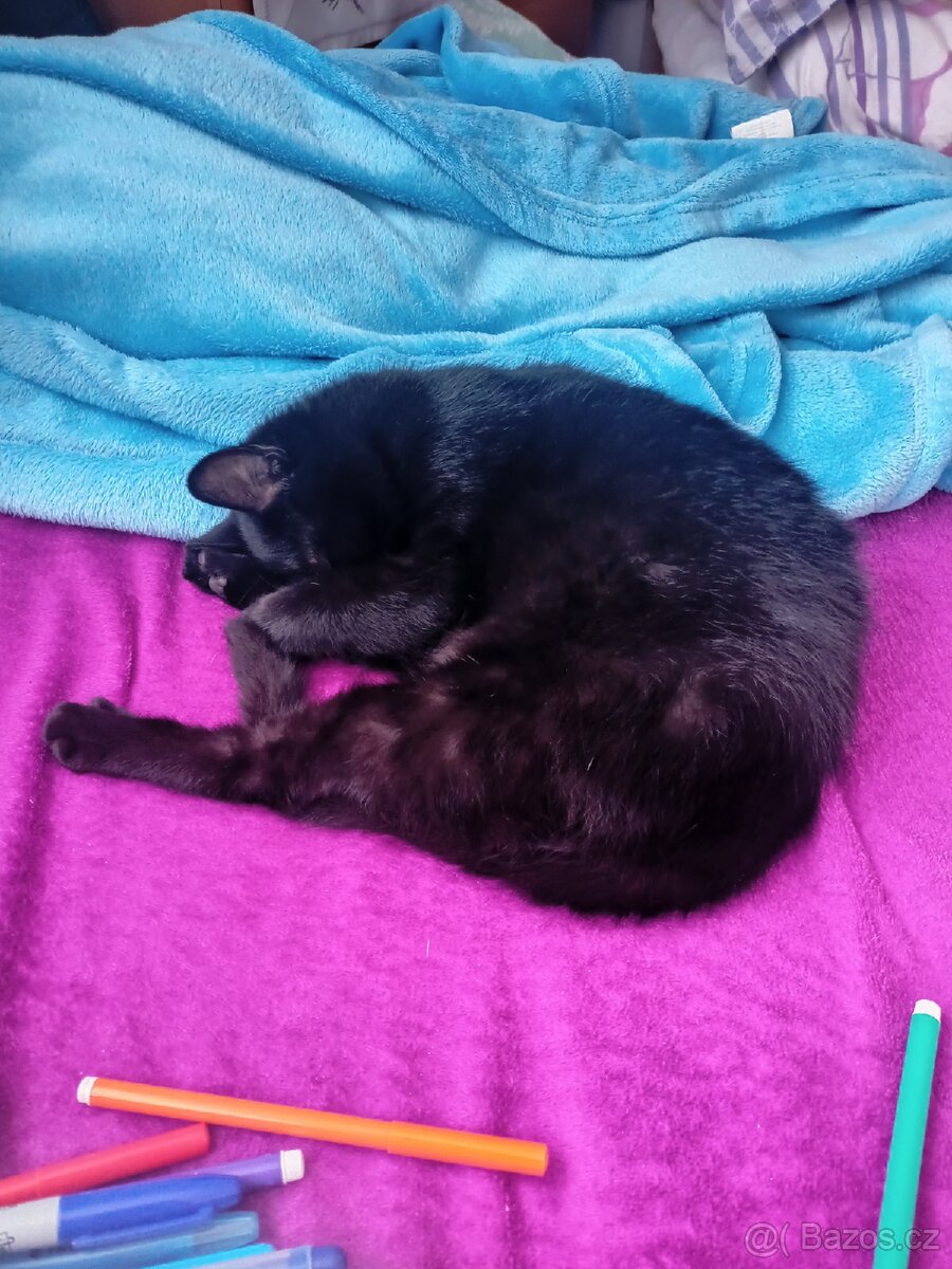 Hledá se domov pro 2 černá koťata - 10
