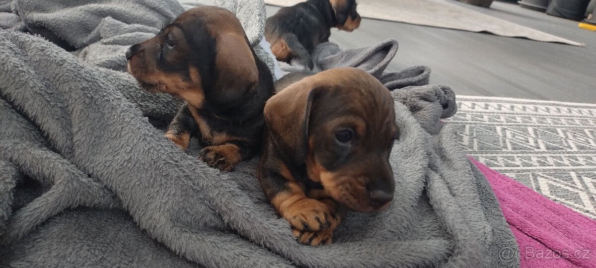 Jezevčík drsnosrstý - 10