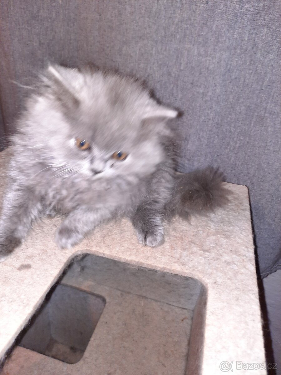poslední britské kotě bez PP. - 10