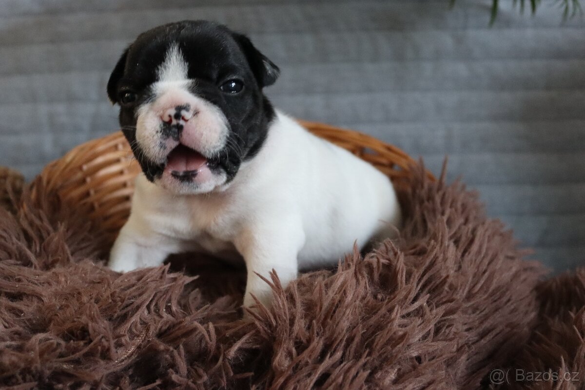 Francouzský buldoček s PP - 10