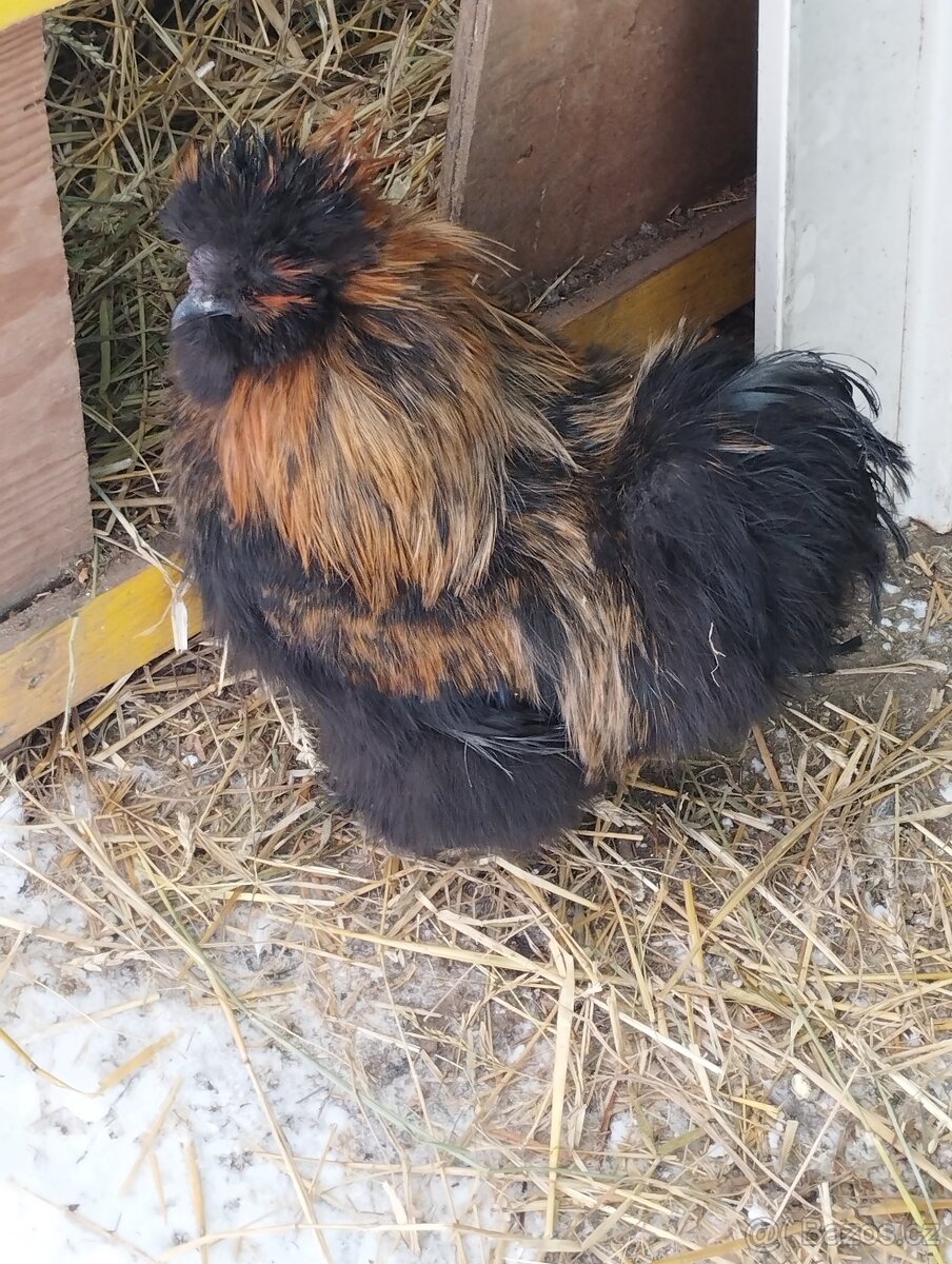 Kohouti hedvábničky - 10