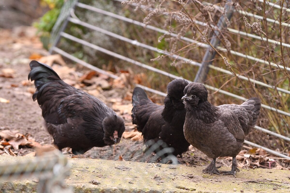 Minikříženci (zHol-He) pro radost na zahradu i vejce - 10