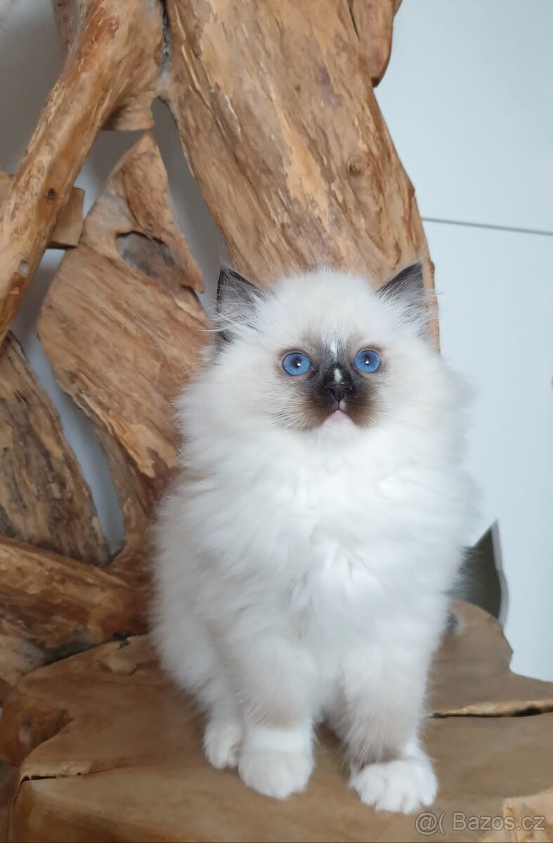 Ragdoll kocourek s PP - 10