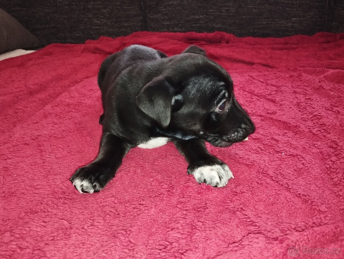 Jack Russell Terier - 10